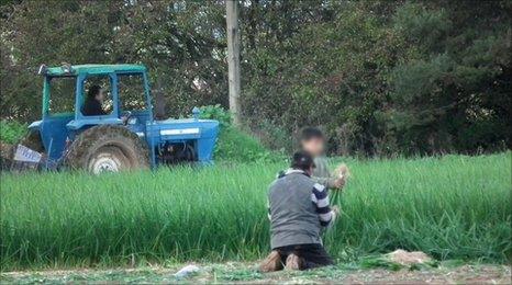 Romanian child working in a field in Worcestershire