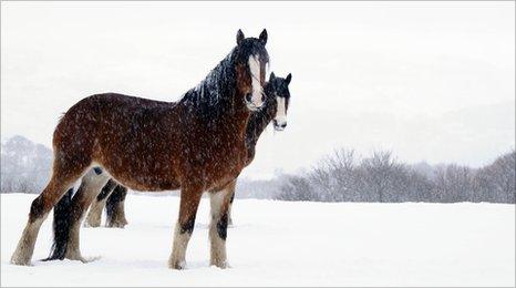 Horses in the snow at Penisa'rwaun