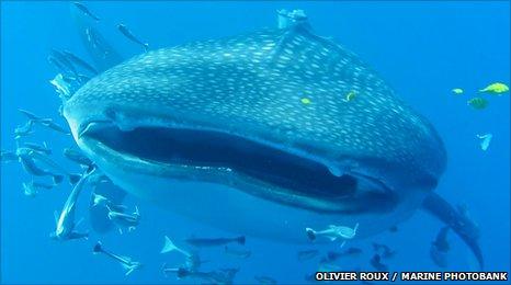 Whale shark