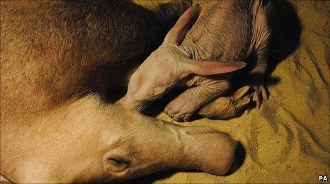 Newborn baby aardvark with its mother