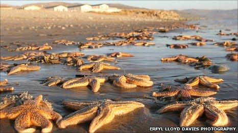 Dead starfish on the beach at Talybont, between Harlech and Barmouth in Gwynedd