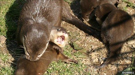 Otter pups