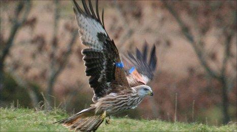 Grizedale red kite