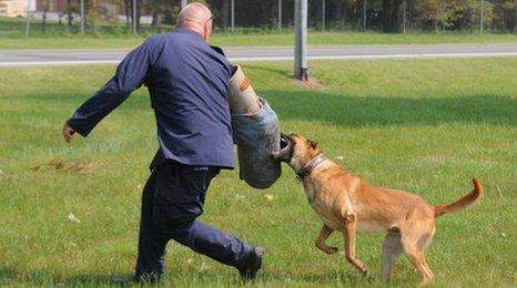 US Army dog demonstrates attack