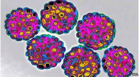 HPV virus