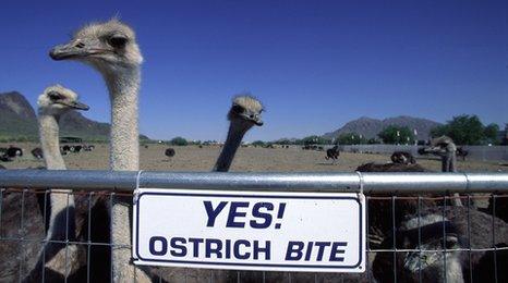 Ostriches