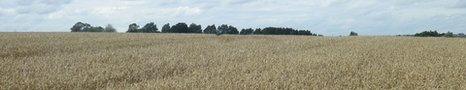 Field of wheat