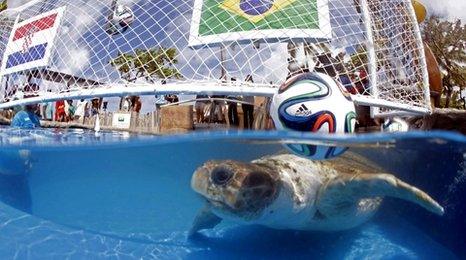 World Cup turtle