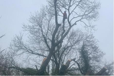 Person climbing tree