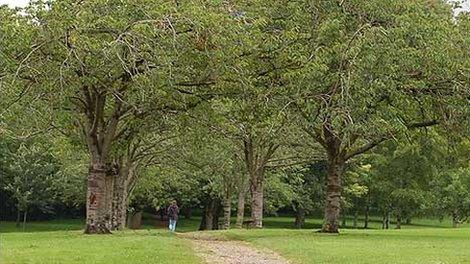 Person walking in Victoria Park