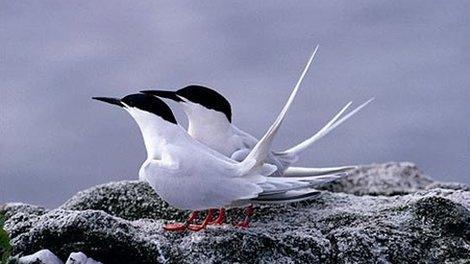 Roseate terns