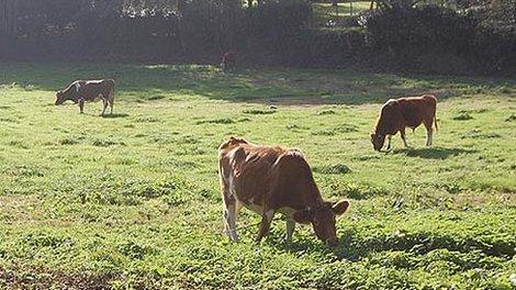 Guernsey cattle grazing