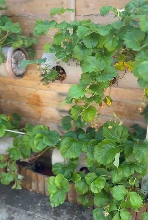 Laima's strawberries