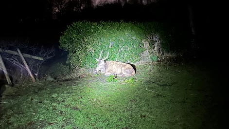 The deer is sat in a field by a hedge with a touch light shining on it after being rescued.