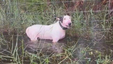 A dog stands beside a wire fence in water up to his chest