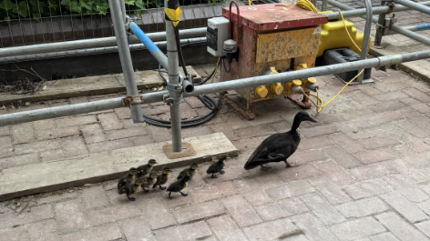 Eight ducklings following their mother to the River Kennet in Berkshire