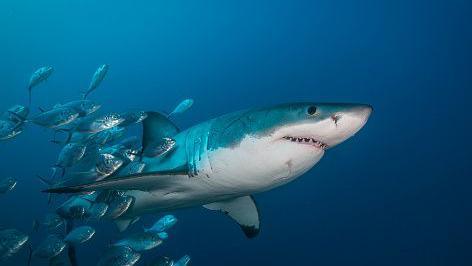 Great white shark swimming with a school of fish