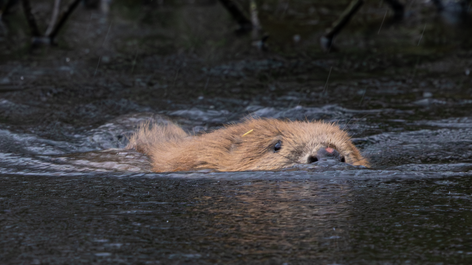 A beaver swimming