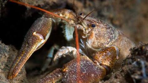 Close up of the front portion of a white-clawed crayfish. The crustacean is brown, mottled with white and has two red antenna.
