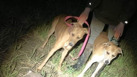 A grainy photo of two dogs standing on the grass in the dark, with someone in the background holding them by their collars.