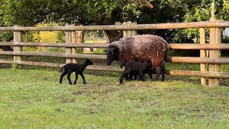 Black lambs in a paddock with their mum