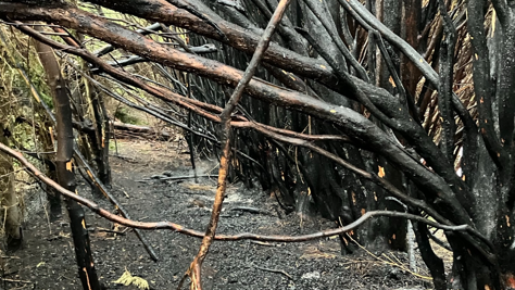 Charred branches and trunks of small trees planted close together