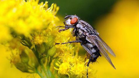 Close-up of a house fly with large red eyes sitting on a rapeseed oil crop, which is bright yellow, with more crops blurred in the background.