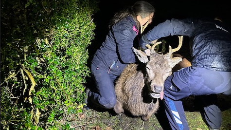 The deer is sedated with its head resting on the knee of a rescuer while another works to free him. Both people are wearing navy clothes. It is also dark.