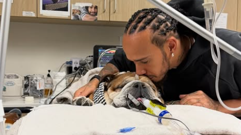 Lewis Hamilton with his bulldog Roscoe