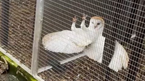 A white barn owl hanging onto a metal fancy with its claws and its wings spread out behind it.