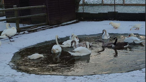 A group of swans and ducks in icy water on a lake near a wooden fence. there is ice reflecting on the water but some of the swans have their heads underwater. Snow dusts the ground around the lake.