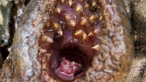 A close up of a Lamprey, similar to a brown eel, which has multiple rows of sharp teeth in its mouth. 