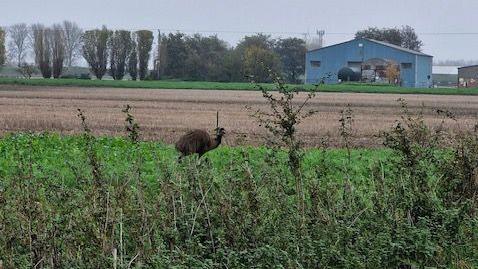 A brown emu seen walking on a grassy field which is joined to a light brown ploughed field, beyond that a raised grass bank area with a large modern grey farm building with an apex roof and more structures to the right and behind it.