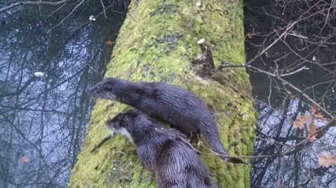 Two otters perching on a large moss-covered tree trunk, which is lying across a section of water. There are branches surrounding it. The otters are wet and standing next to each other, looking intently at something in the water.