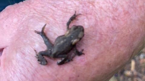 A toad with five legs sits on a man's arm. The toad is mostly black in colour.