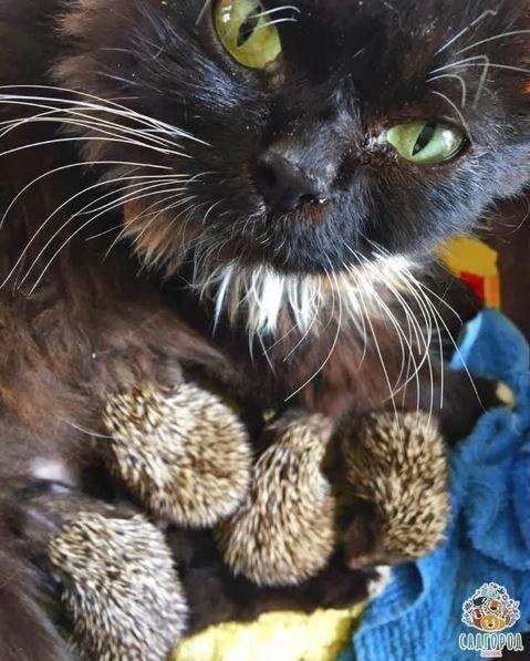 A picture showing the female cat Muska feeding the tiny hedgehogs, from the Sadgorod Zoo's Instagram feed