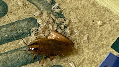 A large, brown cockroach can be seen with smaller, white cockroaches beside it in the premises.