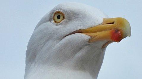 Seagull