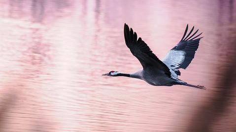 Crane flying across lake.