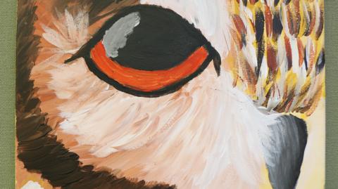 A close-up of the eye and beak of the Owl.