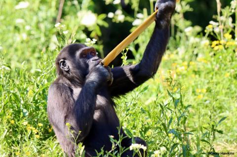 gorilla_holding_up_enrichment_to_mouth.