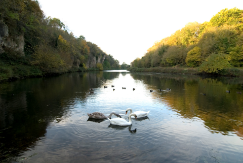 Swans Creswell Crags
