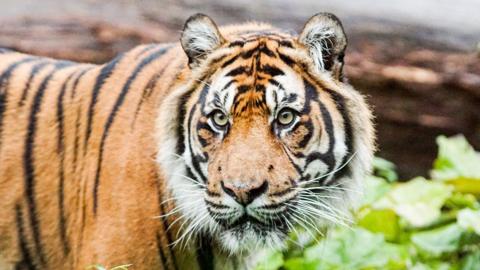 Tiger-facing-camera.