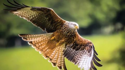 red-kite-mid-flight.