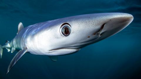 A blue shark swimming close to the camera lens.