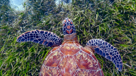 A green sea turtle swimming over some seagrass.