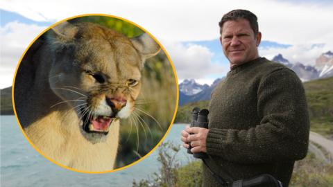 Steve Backshall poses with binoculars with mountains in the background. A puma roars in a circle image on the left.