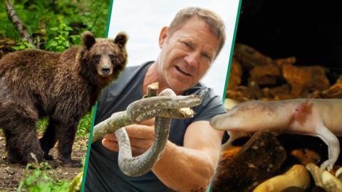Image of a brown bear, Steve Backshall holding a snake and a baby dragon.