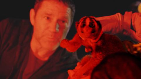 Steve looks at a slow loris under red light.
