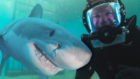 Steve is diving underwater next to a shark